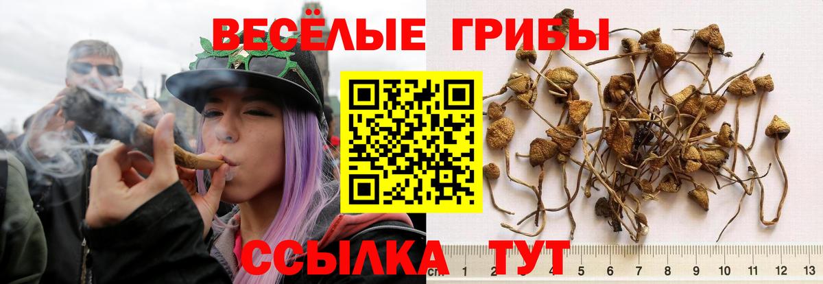 Галлюциногенные грибы Psilocybine cubensis Абакан